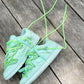 Green Laces